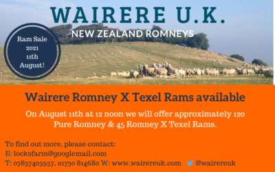Wairere Romney X Texel Rams available